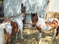 Yegua, Caballos — foto 5