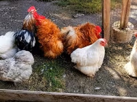 Pekinška bantam — fotografija 6