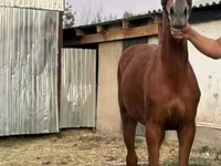 Kobila, Anglo-Arabian — fotografija 1