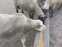 كبش, Ile-de-France sheep — الصورة 4
