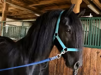 حصان, Friesian — الصورة 1
