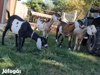 母山羊, Nubian Goat — 照片 8