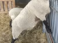 公羊, White Suffolk sheep — 照片 2