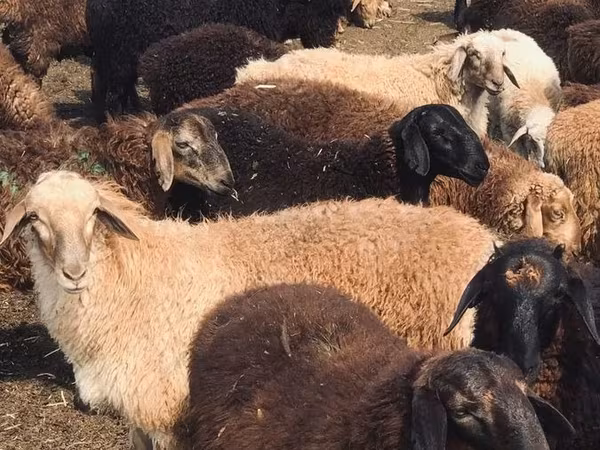 Ovan, Katum sheep