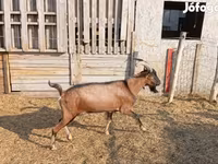 बकरा, Alpine goat — फ़ोटो 1