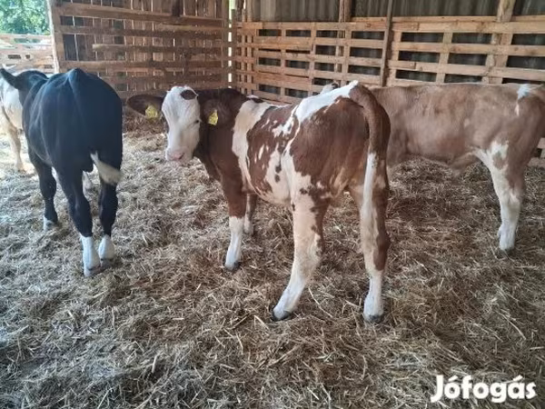 सांड, Simmental cattle