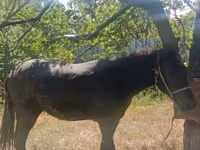Pastuv, French Trotter — fotografija 4