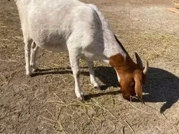 Koza, Boer goat