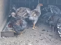 Chickens — zdjęcie 2