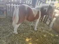 公马, Miniature horse — 照片 4