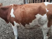 İnək, Simmental cattle — foto 2