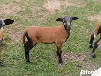 Ovan, Cameroon sheep — fotografija 3