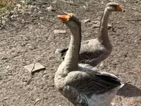 Geese — फ़ोटो 2