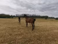 母马, Horses — 照片 3