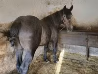 公马, Horses — 照片 4