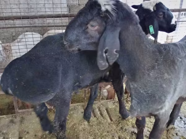 Widder, Blackheaded Persian sheep