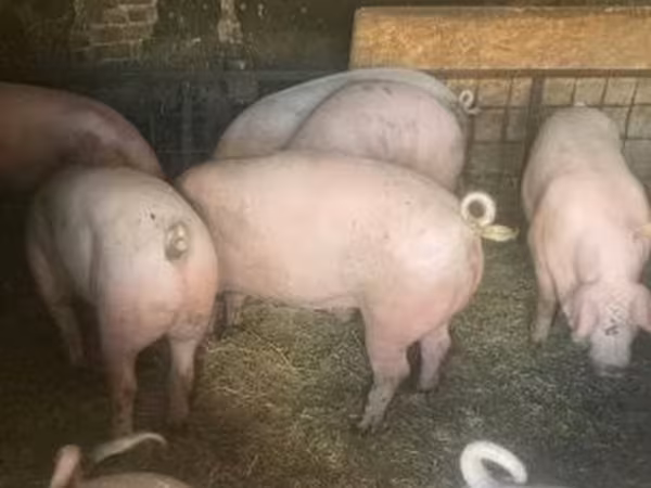 Locha, Świnie — Węgry