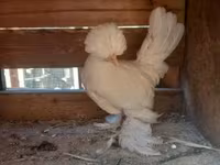 Chickens — 照片 6