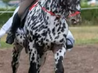 Caballo, Caballos — foto 2