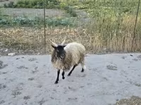 Carneiro, Racka sheep — foto 2