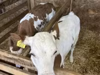 Cow, Hungarian Grey breed — photo 5