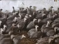 Guinea fowl — Foto 1
