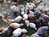 Chickens — Foto 2