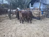 Byk, Simmental cattle — zdjęcie 3