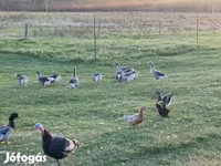 Geese — fotografija 2