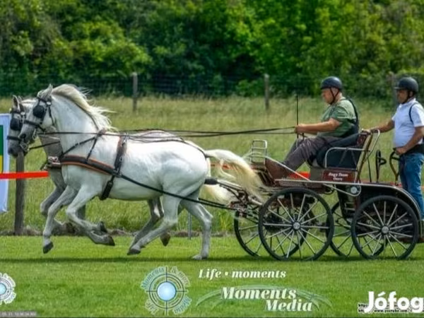 Stute, Lipizzaner