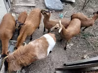 Baran, Cameroon sheep — zdjęcie 2