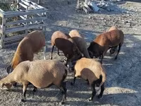 Қошқар, Cameroon sheep — 5-сурет