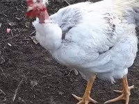 Chickens — 照片 5