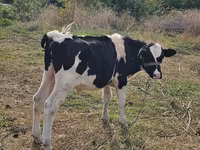 Touro, Russian Black pied cattle — foto 1