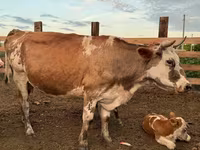 Krowa, Swiss cattle — zdjęcie 5