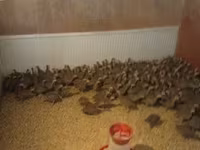 Guinea fowl — Foto 1