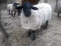 Ovan, White Suffolk sheep — fotografija 1