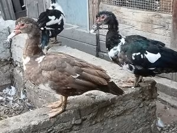 Ducks