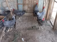 Slovenian Barred Hen — photo 4