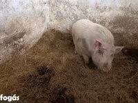 Verro, Вьетнамская вислобрюхая — foto 3
