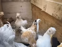 Chickens — zdjęcie 2