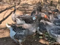 Geese — الصورة 6