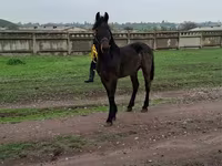 Pastuv, Friesian — fotografija 3