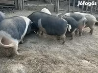 Schweine (Partie, Geschlecht nicht angegeben), Schweine — Foto 7