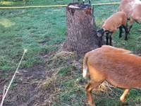 Sheep, Cameroon sheep — photo 2