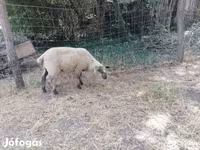Ovca, White Suffolk sheep — fotografija 6