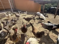 Yapon Bantam — foto 4