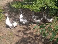 Geese — Foto 5