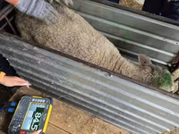 Ovca, Kuibyshev sheep — fotografija 4