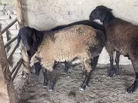 Qoʻchqor, Rhon sheep — 4-rasm